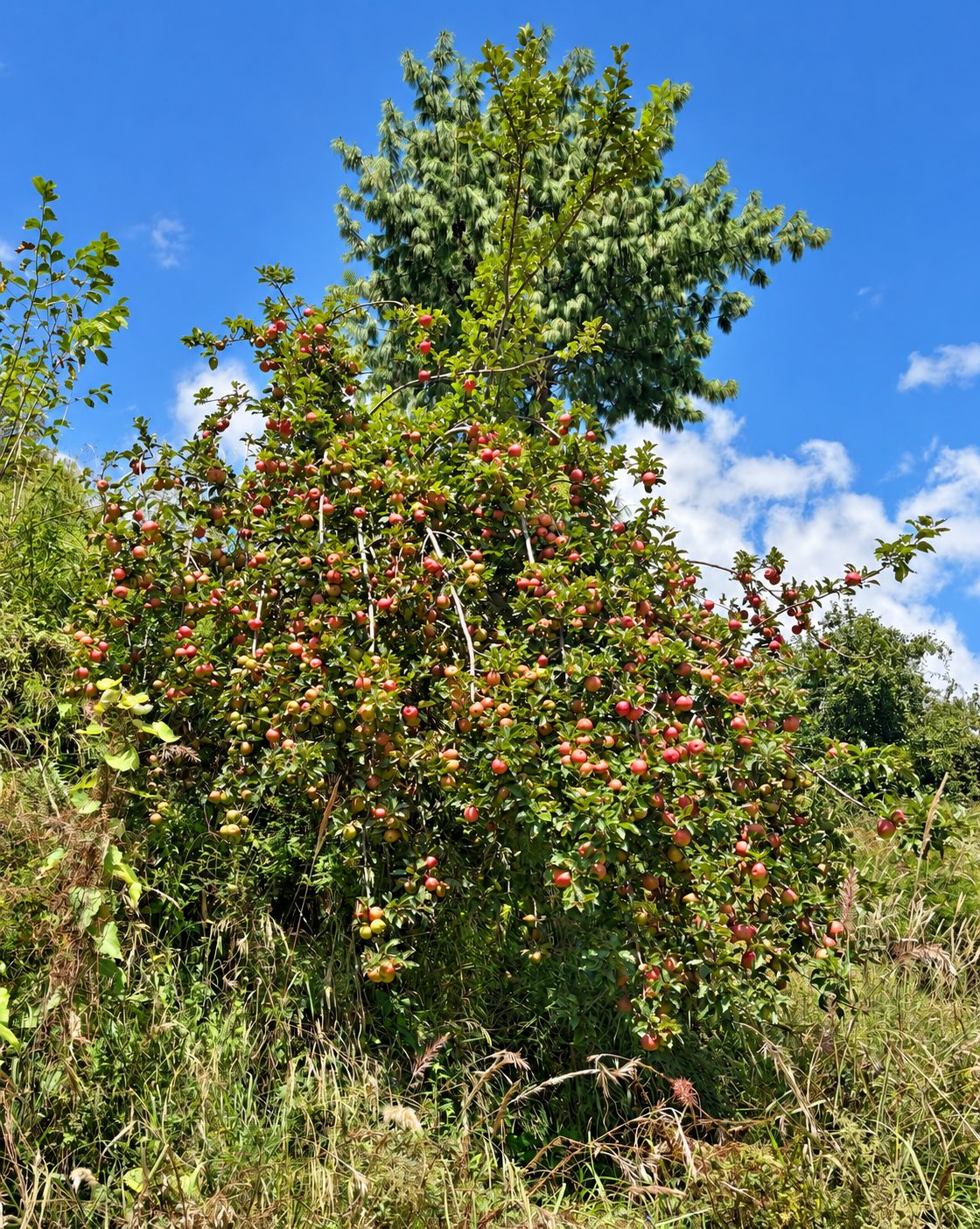 Apple tree in fruit near Old Manali